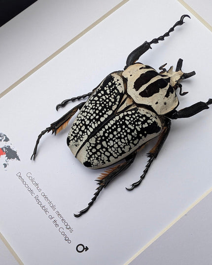Framed eastern goliath flower beetle taxidermy, entomology wall decor (10x8)