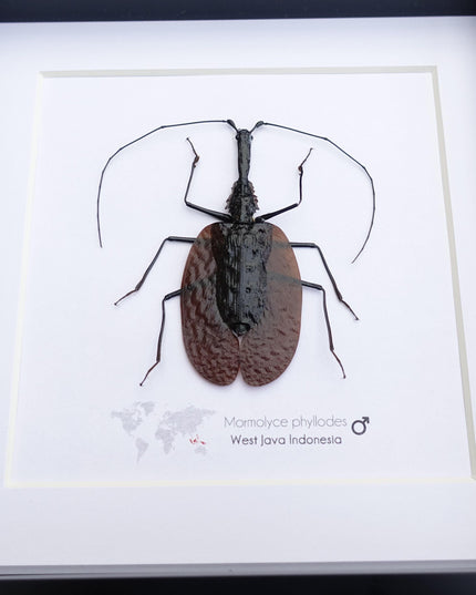 Framed violin beetle taxidermy: mormolyce phyllodes entomology wall art