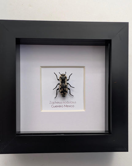 Rare Framed Ironclad Beetle Taxidermy, Entomologist Gift