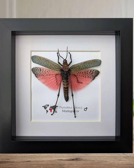 Framed pink african bush grasshopper: madagascar giant insect display (6x6)
