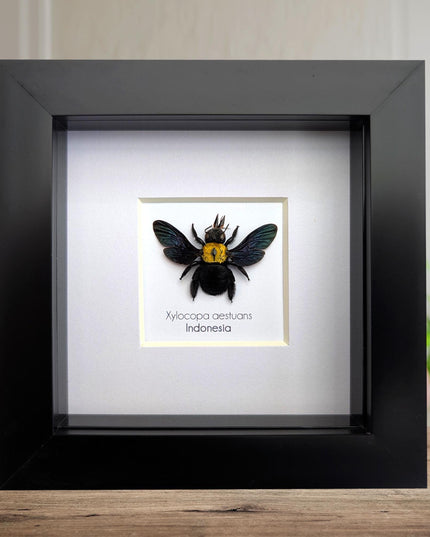Framed yellow carpenter bee taxidermy: ethically sourced entomology wall art