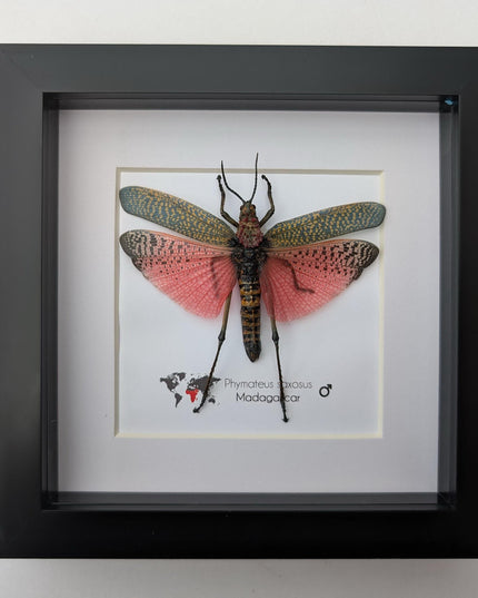 Framed pink african bush grasshopper: madagascar giant insect display (6x6)