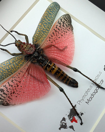 Framed pink african bush grasshopper: madagascar giant insect display (6x6)