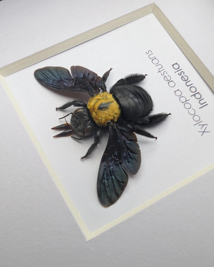 Framed yellow carpenter bee taxidermy: ethically sourced entomology wall art