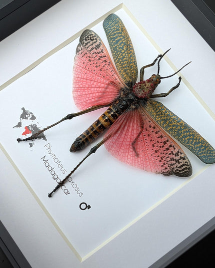 Framed pink african bush grasshopper: madagascar giant insect display (6x6)