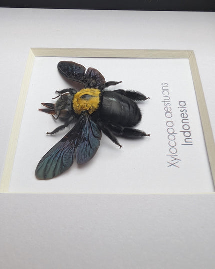 Framed yellow carpenter bee taxidermy: ethically sourced entomology wall art