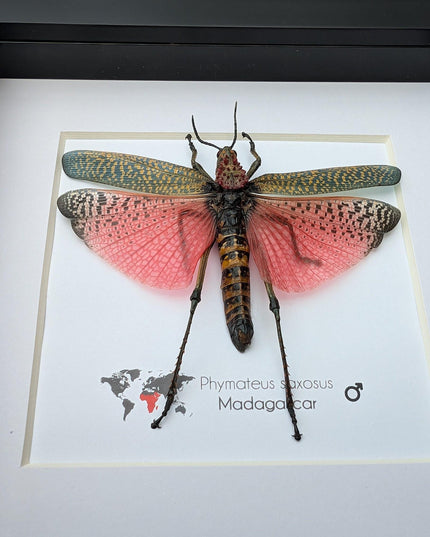 Framed pink african bush grasshopper: madagascar giant insect display (6x6)