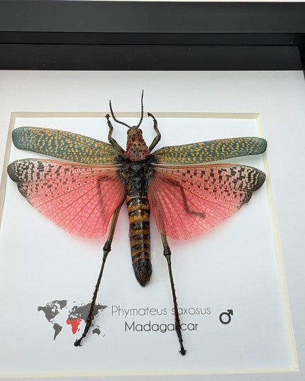 Framed pink african bush grasshopper: madagascar giant insect display (6x6)
