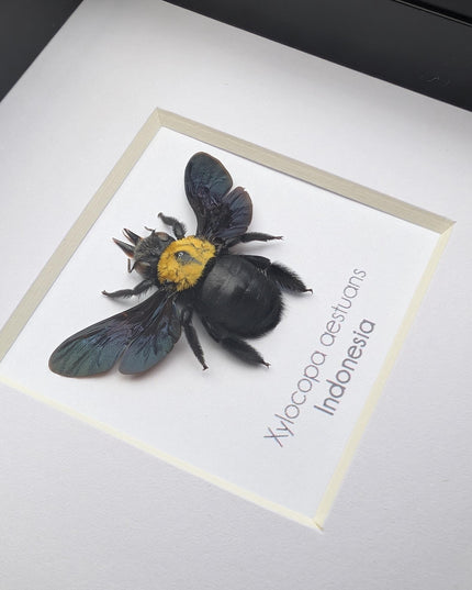 Framed yellow carpenter bee taxidermy: ethically sourced entomology wall art