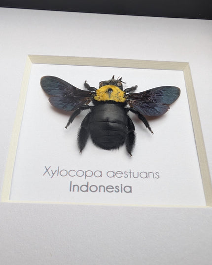 Framed yellow carpenter bee taxidermy: ethically sourced entomology wall art