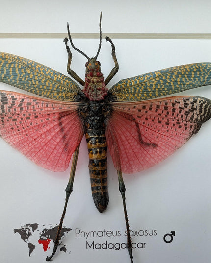 Framed pink african bush grasshopper: madagascar giant insect display (6x6)