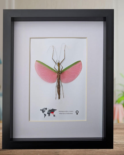 Framed Pink Walking Stick Insect Specimen, Ethically Sourced Taxidermy Display