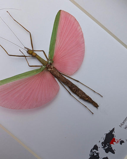 Framed Pink Walking Stick Insect Specimen, Ethically Sourced Taxidermy Display