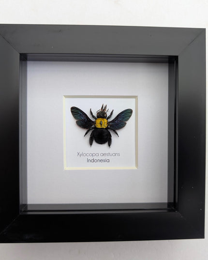 Framed yellow carpenter bee taxidermy: ethically sourced entomology wall art