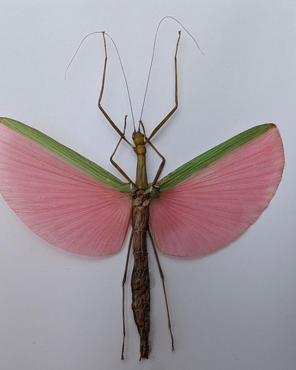 Framed Pink Walking Stick Insect Specimen, Ethically Sourced Taxidermy Display