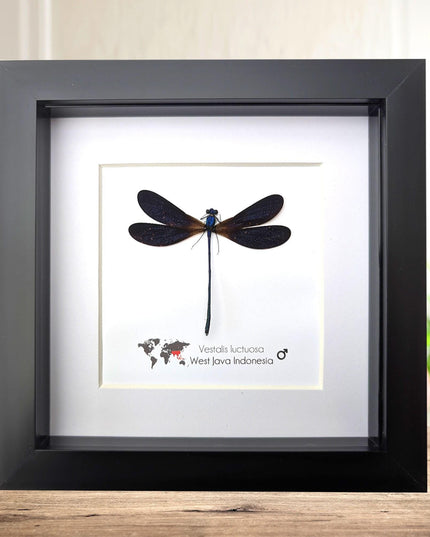 Vestalis Luctuosa Framed Taxidermy, Dark Purple Damselfly Specimen