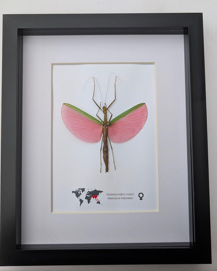 Framed Pink Walking Stick Insect Specimen, Ethically Sourced Taxidermy Display