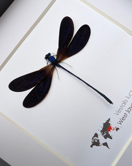 Vestalis Luctuosa Framed Taxidermy, Dark Purple Damselfly Specimen