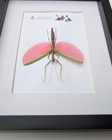 Framed Pink Walking Stick Insect Specimen, Ethically Sourced Taxidermy Display