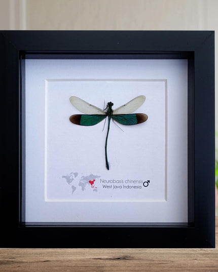 Framed seraphim damselfly: ethically sourced entomology art