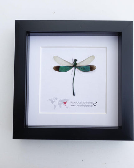 Framed seraphim damselfly: ethically sourced entomology art