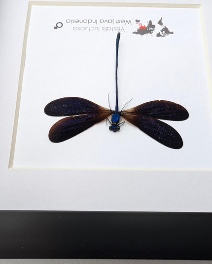 Vestalis Luctuosa Framed Taxidermy, Dark Purple Damselfly Specimen