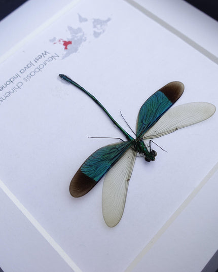 Framed seraphim damselfly: ethically sourced entomology art
