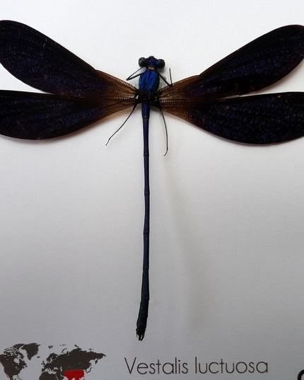 Vestalis Luctuosa Framed Taxidermy, Dark Purple Damselfly Specimen