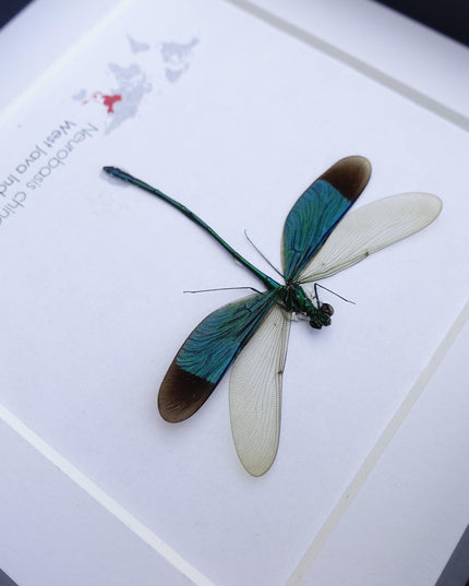 Framed seraphim damselfly: ethically sourced entomology art