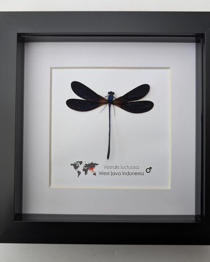 Vestalis Luctuosa Framed Taxidermy, Dark Purple Damselfly Specimen