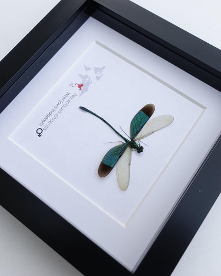 Framed seraphim damselfly: ethically sourced entomology art