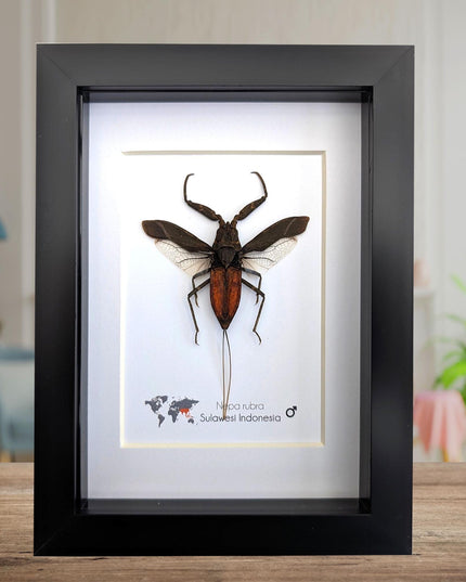 Nepa rubra, the reddish water scorpion, wall decor, ethically sourced, taxidermy, entomology gift, 5x7