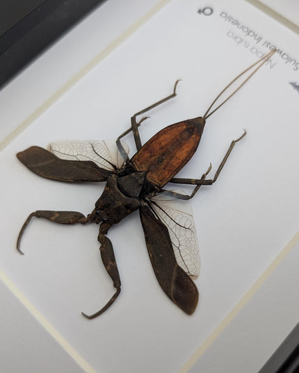 Nepa rubra, the reddish water scorpion, wall decor, ethically sourced, taxidermy, entomology gift, 5x7