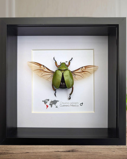 Chrysina adolphi Taxidermy Beetle, Framed Entomology Display (6" X 6")