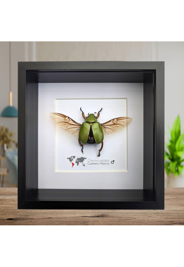 Chrysina adolphi Taxidermy Beetle, Framed Entomology Display (6" X 6")
