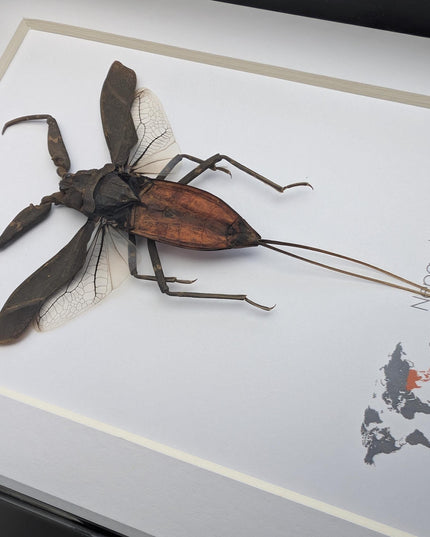 Nepa rubra, the reddish water scorpion, wall decor, ethically sourced, taxidermy, entomology gift, 5x7