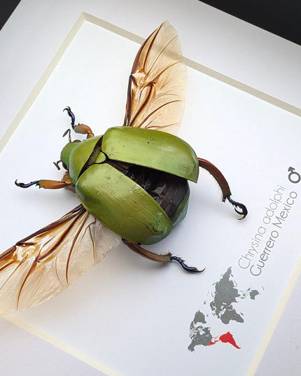Chrysina adolphi Taxidermy Beetle, Framed Entomology Display (6" X 6")