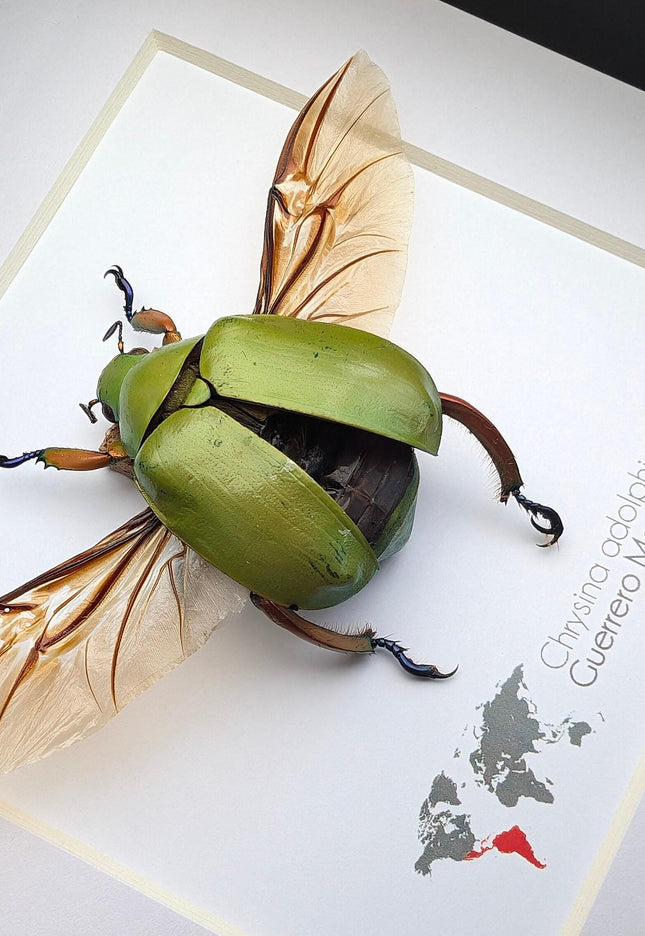Chrysina adolphi Taxidermy Beetle, Framed Entomology Display (6" X 6")