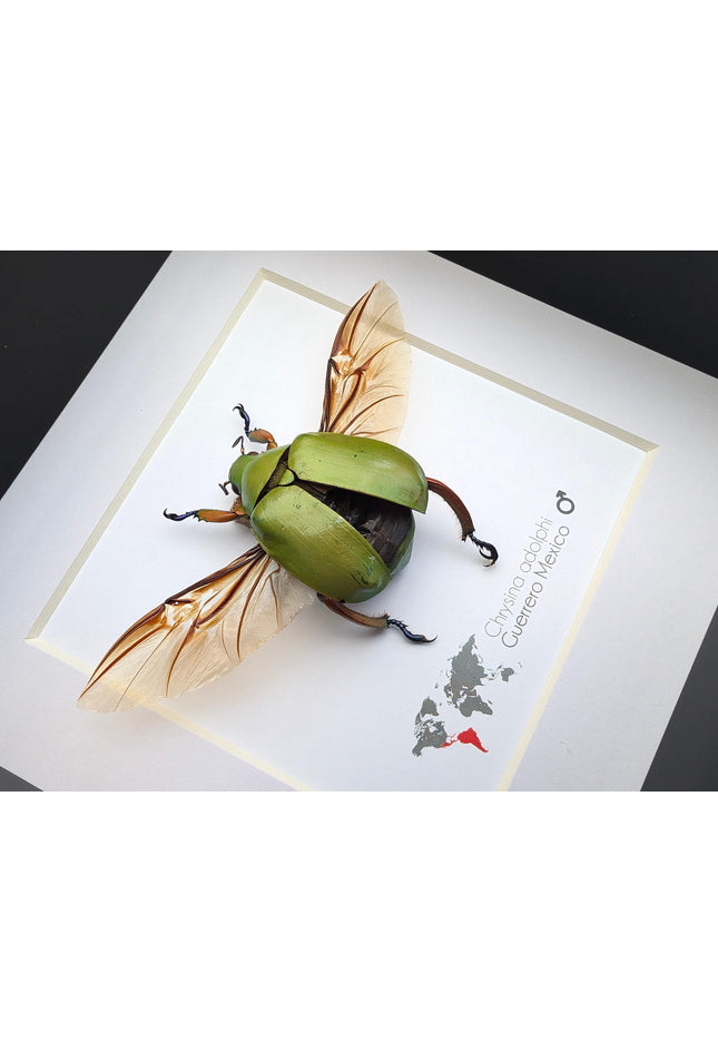 Chrysina adolphi Taxidermy Beetle, Framed Entomology Display (6" X 6")