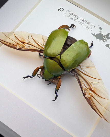 Chrysina adolphi Taxidermy Beetle, Framed Entomology Display (6" X 6")