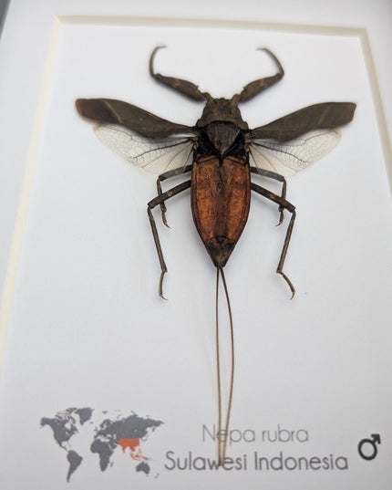 Nepa rubra, the reddish water scorpion, wall decor, ethically sourced, taxidermy, entomology gift, 5x7