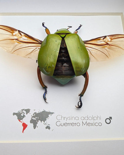 Chrysina adolphi Taxidermy Beetle, Framed Entomology Display (6" X 6")