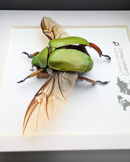 Chrysina adolphi Taxidermy Beetle, Framed Entomology Display (6" X 6")