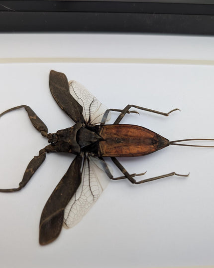 Nepa rubra, the reddish water scorpion, wall decor, ethically sourced, taxidermy, entomology gift, 5x7