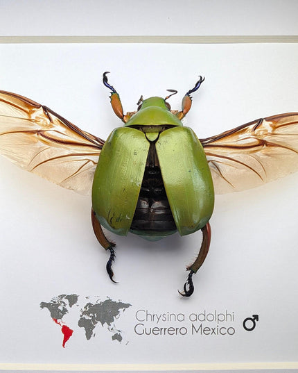 Chrysina adolphi Taxidermy Beetle, Framed Entomology Display (6" X 6")