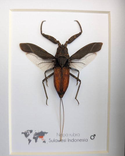 Nepa rubra, the reddish water scorpion, wall decor, ethically sourced, taxidermy, entomology gift, 5x7