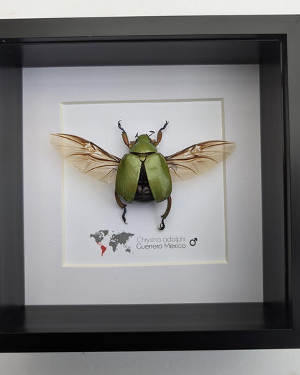 Chrysina adolphi Taxidermy Beetle, Framed Entomology Display (6" X 6")