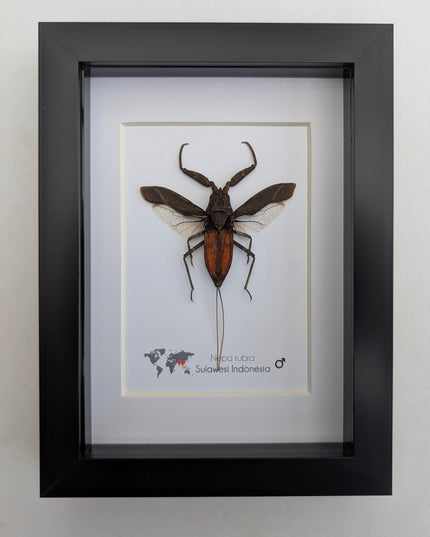 Nepa rubra, the reddish water scorpion, wall decor, ethically sourced, taxidermy, entomology gift, 5x7