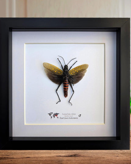Framed spotted grasshopper: ethically sourced nature art (8"x8")
