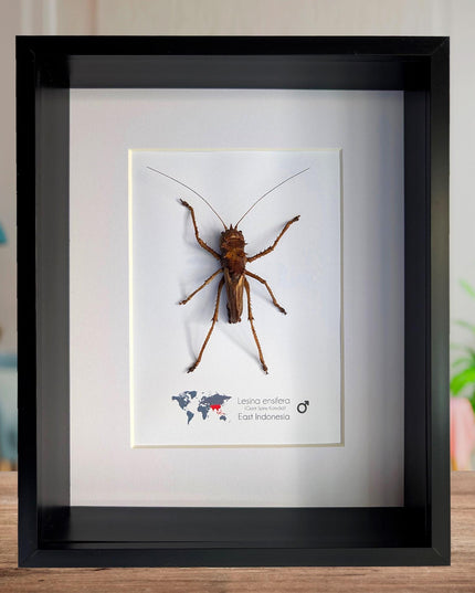 Lesina ensifera, katydids, bush cricket, dragon headed, west java, indonesia, frame 8" x 10"